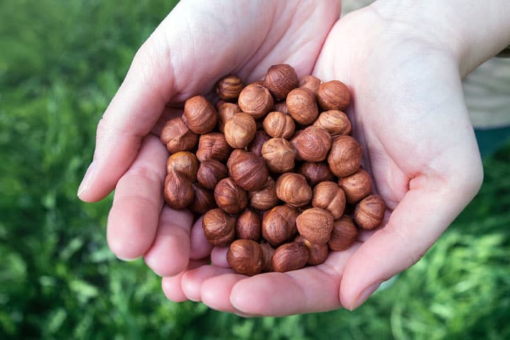 Turkish Hazelnut – Gulenim Trade